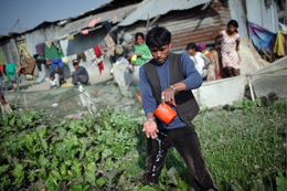 Productive use of wastewater allows many to farm in urban settings.: Research has helped reduce the health risks and is looking for profitable new uses of urban runoff and sewage. Photo: Tom van Cakenberghe/IWMI